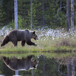 Braunbaer Ursus arctos brown bear 0012
