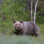 Braunbaer Ursus arctos brown bear 0001