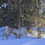 Ren Rentier Rangifer tarandus Reindeer 0152
