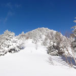 山頂直下の広い所