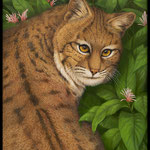 Tom Palmore, "Bobcat", 20" x 16", oil/acrylic