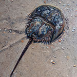 Fred Danziger, "Cape May Horseshoe Crab", 14" x 11", oil