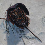 Fred Danziger, “Horseshoe Crab”, 11" x 14", oil