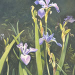   Eliza Auth, ”Blue Flags”, 14” x 11”, oil 