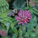 Fred Danziger, "A Clover and a Bee", 6" x 4", oil