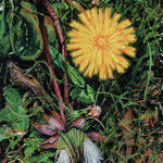 Fred Danziger, “Dandelion 2024”, 6" x 4", oil
