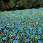 Fred Danziger, “Chicory Field”, 9" x 12", oil