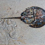 Fred Danziger, "Horseshoe Crab 2025", 6" x 8", oil