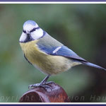 Blaumeise ( Parus caeruleus), November 2017, Prerow/Darß