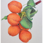 Les abricots - 24x32 -  