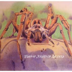 L'araignée -  Vendu