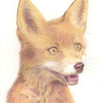 Le petit renard - Crayon de couleur sur papier blanc  Vendu