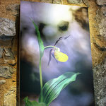 Vernissage de l'exposition Michel Bonifay "Regard Nature" Atelier Sist'Arts 36, rue Mercerie à Sisteron