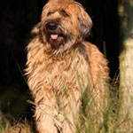 Romy im Wald