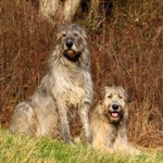 Herr und Frau Wolf
