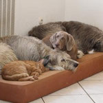 Gruppenkuscheln!!!