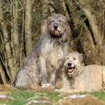 Herr und Frau Wolf zum Zweiten