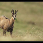 Chamois ♀