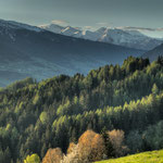 Dichter Wald oberhalb des Stubaitals