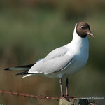 Mouette rieuse 1 1 G. Deloison