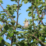 2022 05 13 Fauvette grisette - Verger Maltot 