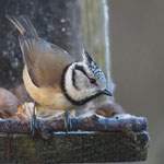 Mésange huppée photo martial Tancoigne