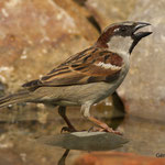 Moineau domestique Mâle - G.Deloison