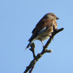 linotte mélodieuse 