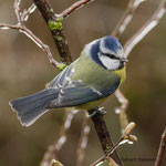 Mésange bleue 2 1 G. Deloison