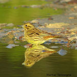 Bruant jaune - 2 photo Martial Tancoigne