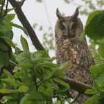 Hibou moyen-duc 2 D Kail 04 28 2021