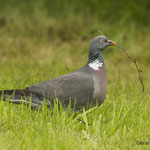 Pigeon ramier G. Deloison