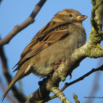 Moineau domestique femelle Photomartial Tancoigne4