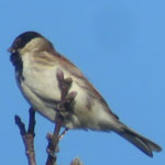 Bruant des roseaux