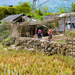 Reisanbau bei den Hmong's