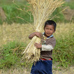 Der kleine Reisbauer