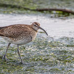 Regenbrachvogel (Numenius phaeopus)