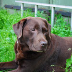Bruno