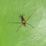 Wasserläufer. Foto: Beatrice Jeschke