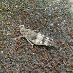 Blauflügelige Ödlandschrecke. Foto: Beatrice Jeschke