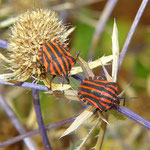 Streifenwanze. Foto: Beatrice Jeschke
