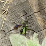 Stahlblauer Grillenjäger. Foto: Beatrice Jeschke