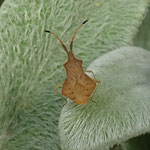 Rhombenwanze. Foto: Beatrice Jeschke