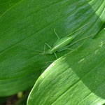 Südliche Eichenschrecke. Foto: Beatrice Jeschke