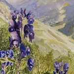#856 / Eisenhut in luftiger Höhe (Aus der Serie Bergwiesen), Aquarell,  Monkshood at lofty heights, watercolor painting, Aquarellpapier/watercolor paper: Arches 185 g/m²,  Bildausschnitt H x B (H x W): 75 cm x 50 cm, VERFÜGBAR/AVAILABLE