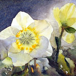 #807 / Brücke zum Frühling (Christrose), Aquarell,  Bridge to spring (Christmas Rose), watercolor painting, Aquarellpapier/watercolor paper: Hahnemühle Ingres 100 g/m²,  Bildausschnitt H x B (H x W): 28,5 cm x 38 cm, VERFÜGBAR/AVAILABLE