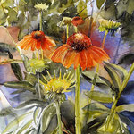 #837 / Echinacea - Scheinsonnenhut, Aquarell,  Echinacea (Coneflower), watercolor painting, Aquarellpapier/watercolor paper: Hahnemühle Ingres 100 g/m²,  Bildausschnitt H x B (H x W): 60 cm x 40 cm, VERFÜGBAR/AVAILABLE