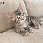 Boba
