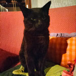 Jiji