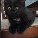 Berlioz